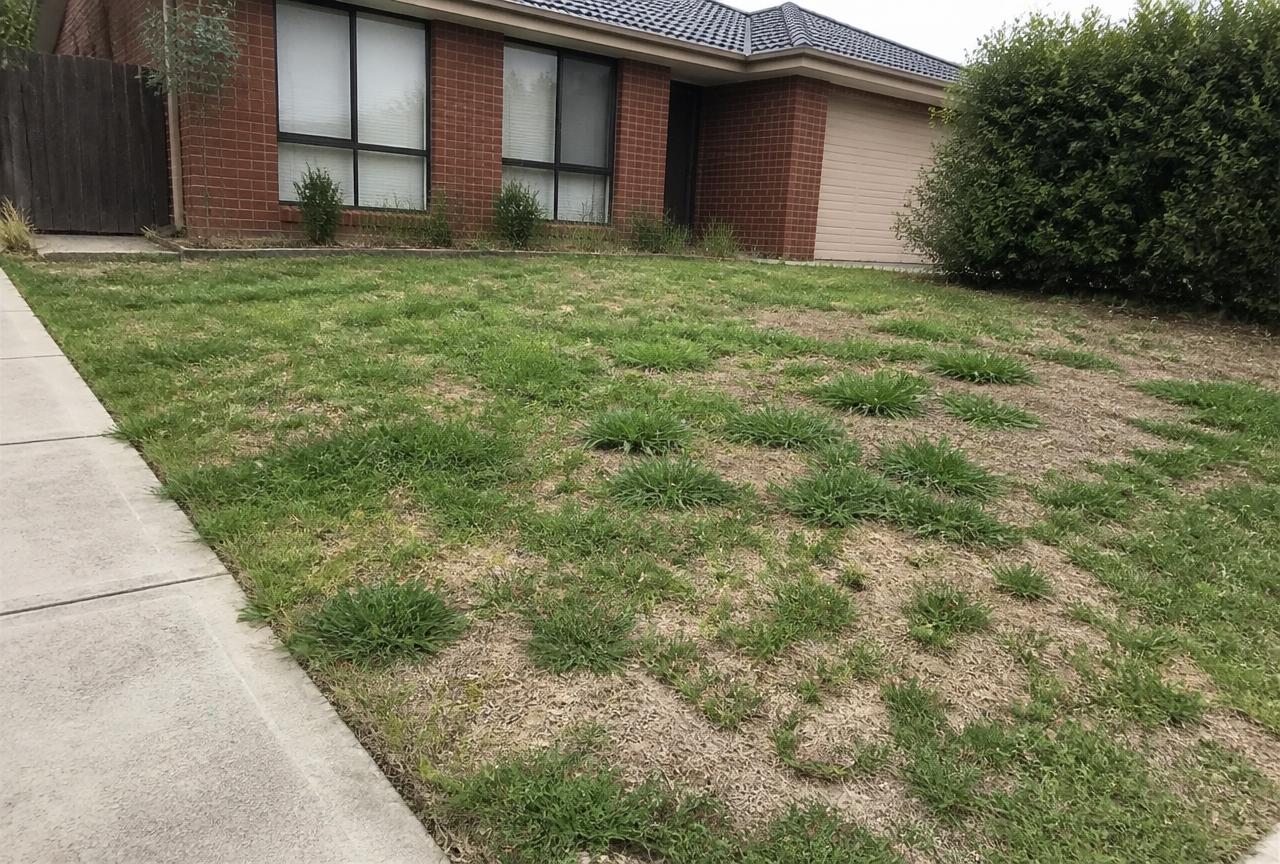 Patchy weedy lawn before treatment